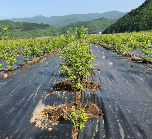 防草布